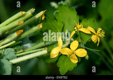 Une plus grande chélidoine, Chelidonium majus tetterwort en fleur Banque D'Images