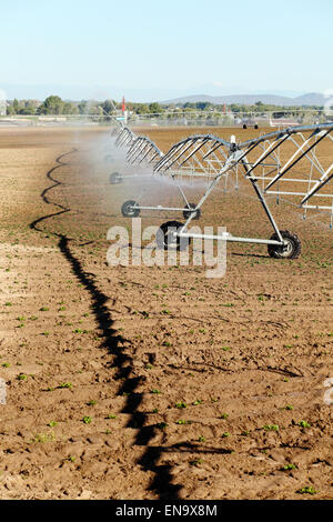 Un sprinkleur à pivot central utilisé pour irriguer un champ de pommes de terre. Banque D'Images