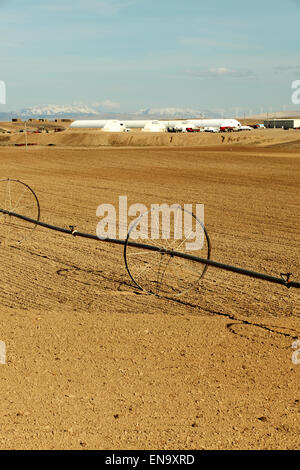 Un système d'arrosage agricole ligne roue utilisée pour irriguer un champ de blé. Banque D'Images