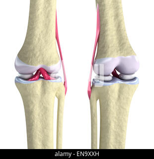 Articulation du Genou avec les ligaments et les cartilages isolated on white Banque D'Images
