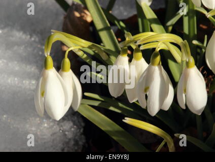 Snowdrop commune libre dans le jardin d'hiver Banque D'Images