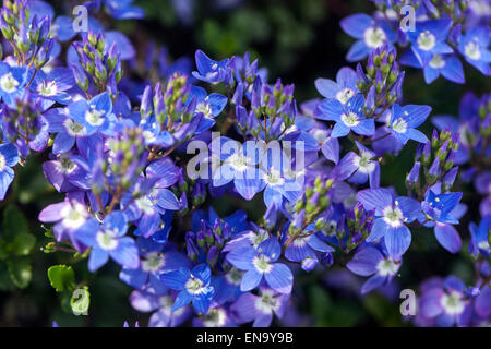 Liwan Speedwell Veronica, liwanesis in Bloom Banque D'Images