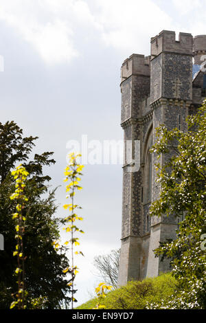 Arundel, UK. 30 avril, 2015. Voir d'Arundel Castle entouré par le feuillage au printemps. Crédit : Dave Stevenson/Alamy Live News Banque D'Images