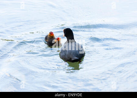 Arundel, UK. 30 avril, 2015. Foulques d'Eurasie du nourrisson (Fulica atra) être nourris par leur mère. Sur le lac Départment, Arundel. Crédit : Dave Stevenson/Alamy Live News Banque D'Images