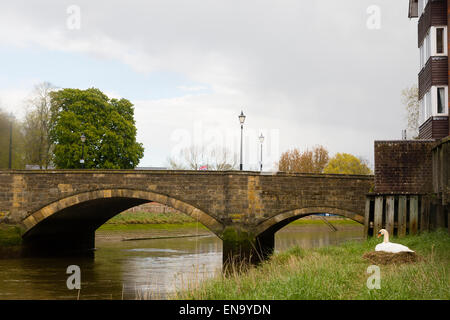 Arundel, UK. 30 avril, 2015. Nidification à côté du pont Queen Street de l'autre côté de la rivière Arun. Crédit : Dave Stevenson/Alamy Live News Banque D'Images