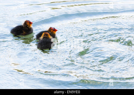 Arundel, UK. 30 avril, 2015. Foulques d'Eurasie du nourrisson (Fulica atra). Sur le lac Départment, Arundel. Crédit : Dave Stevenson/Alamy Live News Banque D'Images