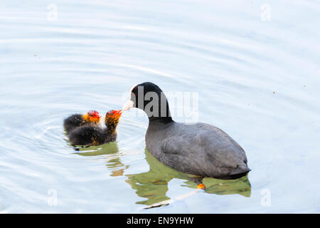 Arundel, UK. 30 avril, 2015. Sur le lac Départment, Arundel. Crédit : Dave Stevenson/Alamy Live News Banque D'Images