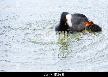 Arundel, UK. 30 avril, 2015. La Foulque macroule (Fulica atra) avec sa mère. Sur le lac Départment, Arundel. Crédit : Dave Stevenson/Alamy Live News Banque D'Images