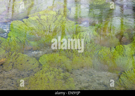 Arundel, UK. 30 avril, 2015. Détail d'algues benath la surface de la rivière Arun. Crédit : Dave Stevenson/Alamy Live News Banque D'Images