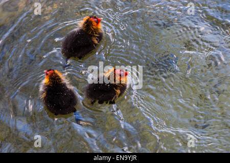 Arundel, UK. 30 avril, 2015. Trois taux de foulques d'Eurasie (Fulica atra). Sur le lac Départment, Arundel. Crédit : Dave Stevenson/Alamy Live News Banque D'Images