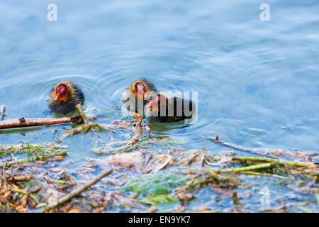 Arundel, UK. 30 avril, 2015. Trois taux de foulques d'Eurasie (Fulica atra). Sur le lac Départment, Arundel. Crédit : Dave Stevenson/Alamy Live News Banque D'Images