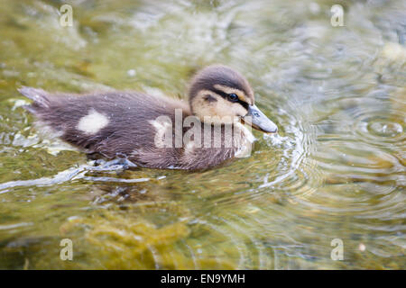 Arundel, UK. 30 avril, 2015. Très jeune nourrisson mallard (Anas platyrhynchos) sur l'eau du lac Départment à Arundel. Crédit : Dave Stevenson/Alamy Live News Banque D'Images