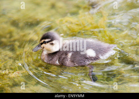 Arundel, UK. 30 avril, 2015. Très jeune nourrisson mallard (Anas platyrhynchos) sur l'eau du lac Départment à Arundel. Crédit : Dave Stevenson/Alamy Live News Banque D'Images