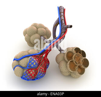 Dans les alvéoles des poumons - saturer le sang par l'oxygène. Isolated on white Banque D'Images