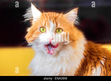 Joli chat roux avec les yeux jaune lèche les lèvres Banque D'Images