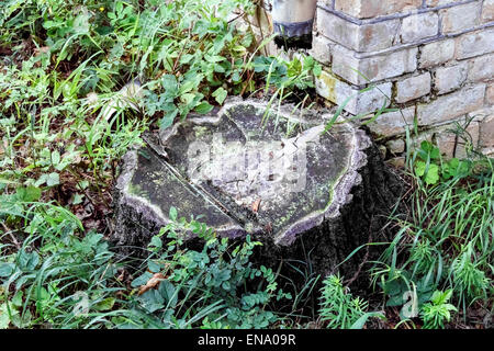 Vieux moignon de vieil arbre en été l'herbe verte Banque D'Images