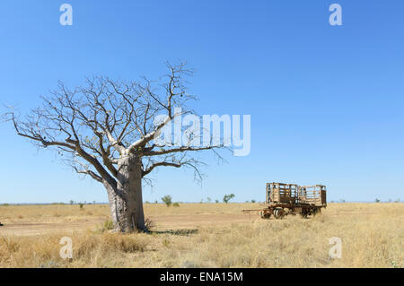 Boab Tree (Adansonia gregorii), Mornington Wilderness Camp, région de Kimberley, en Australie occidentale, WA, Australia Banque D'Images