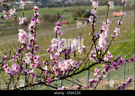 Amande floraison dans les vignobles, Heppenheim, Bergstrasse, Hesse, Allemagne Banque D'Images