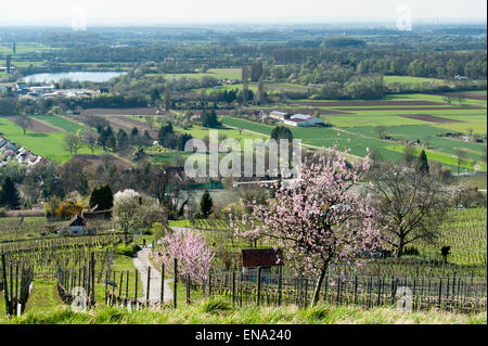 Amande floraison dans les vignobles, Heppenheim, Bergstrasse, Hesse, Allemagne Banque D'Images