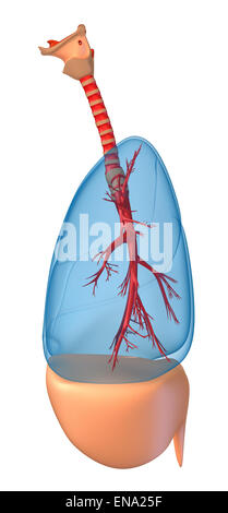Poumons - système pulmonaire. Vue de droite, isolated on white Banque D'Images