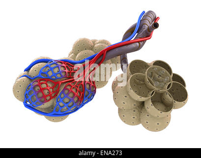 Dans les alvéoles des poumons - saturer le sang par l'oxygène. Isolated on white Banque D'Images