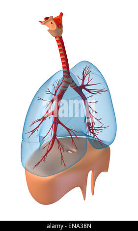 Poumons - système pulmonaire. Vue de droite, isolated on white Banque D'Images