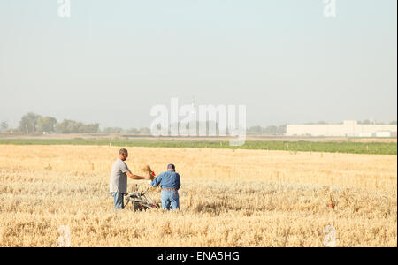 Les chercheurs agricoles colleting échantillons. Banque D'Images