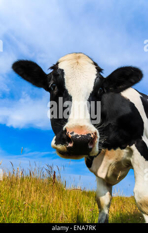 Curieux Holstein vache frisonne close-up dans le champ. Banque D'Images