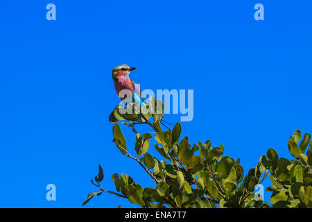 Lilac-breasted roller sitting in tree sur Branch. Oiseau national du Botswana et le Kenya. Banque D'Images