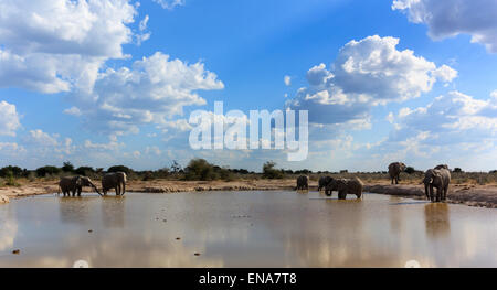 Grand rassemblement des éléphants un pool de boire, d'une baignoire et d'obtenir boueux. Banque D'Images