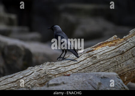 Noir corbeau s'appuyant sur une branche d'arbre Banque D'Images