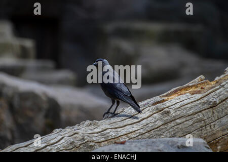 Noir corbeau s'appuyant sur une branche d'arbre Banque D'Images