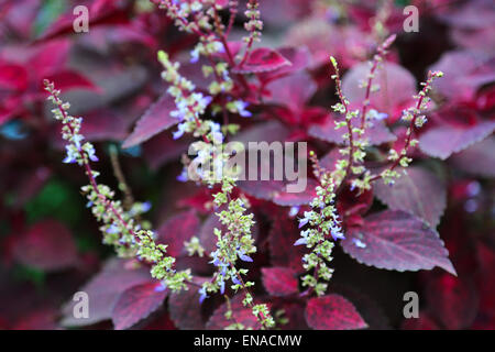 Fresh red coleus les feuilles des plantes dans un jardin Banque D'Images