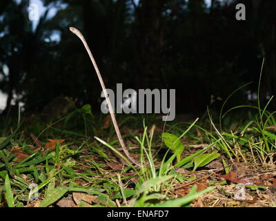 Serpent à tête émoussée, Imantodes lentiferus, soulevant son haut du corps du sol, Panama, Amérique Centrale Banque D'Images