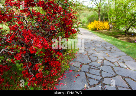 Chaenomeles japonica, fleurs de coing rouge sur un beau trottoir de jardin de fleurs Banque D'Images