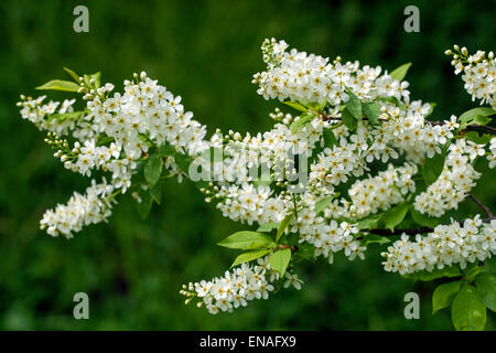 Prunus padus European Bird Cherry Banque D'Images