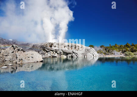 Pohutu geyser, la vallée thermale de Whakarewarewa, Rotorua, Nouvelle-Zélande Banque D'Images