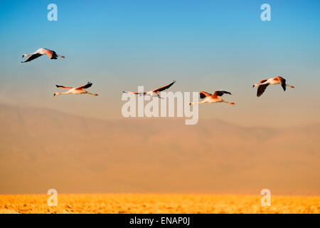 Les flamands des Andes en vol (Phoenicoparrus andinus), Phoenicopteridae famille, la Laguna de Chaxa, désert d'Atacama, Chili Banque D'Images