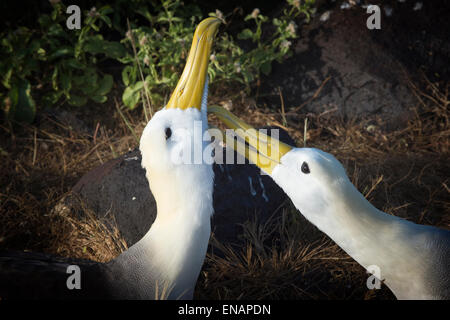 Albatros des Galapagos (Phoebastria irrorata), l'île hispanola, Galapagos, Equateur Banque D'Images