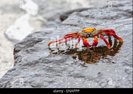 Sally Lightfoot crab (grapsus grapsus) Banque D'Images