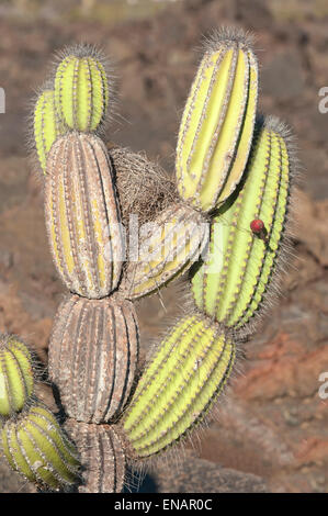 Cactus candélabres (Jasminocereus thouarsii), Punta Morena, Isabela, l'île de Galapagos, Equateur Banque D'Images