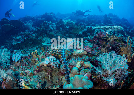 Un serpent de mer nage vers l'appareil photo lors d'une plongée à l'île de serpent Manuk (volcan) avec un groupe de plongeurs dans l'arrière-plan Banque D'Images