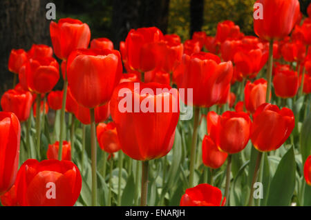 Domaine de tulipes rouges fleurissent au printemps Banque D'Images