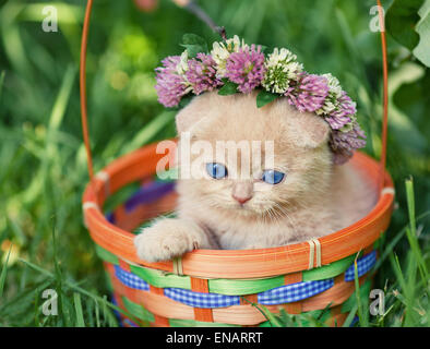 Cute kitten couronnés de chapelet dans un panier Banque D'Images