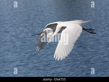 Grande Aigrette Egretta alba ; ; voler au-dessus de l'eau avec le matériel du nid en bec Banque D'Images