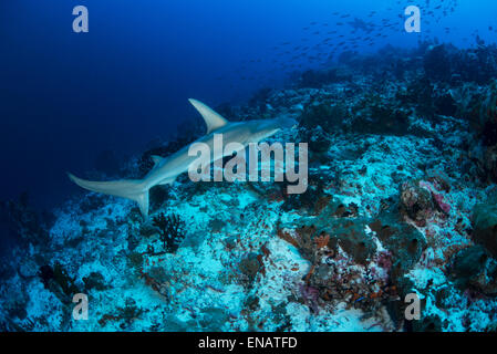 Le côté du corps un beau requin-marteau halicorne de près avec de superbes fond bleu. Banque D'Images