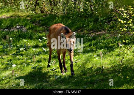 Le loup à crinière (Chrysocyon brachyurus) marche dans la végétation verte Banque D'Images