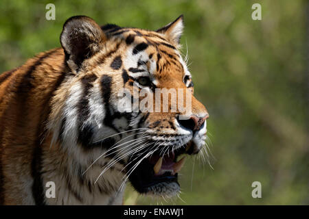 Portrait d'un tigre de l'Inde (Panthera tigris), Banque D'Images