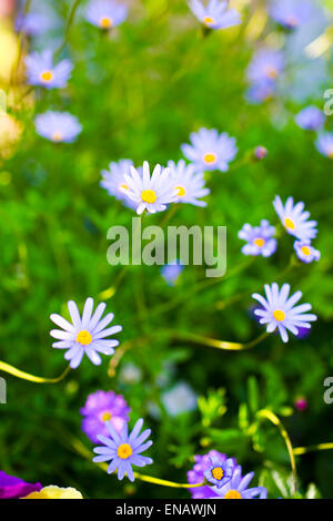 Jardin fleuri. Bleu fleurs gerbera Banque D'Images
