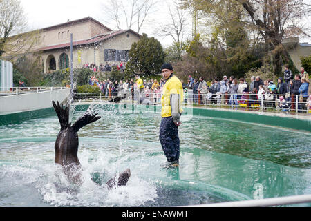 Le spectacle au Zoo de Budapest, Hongrie Banque D'Images